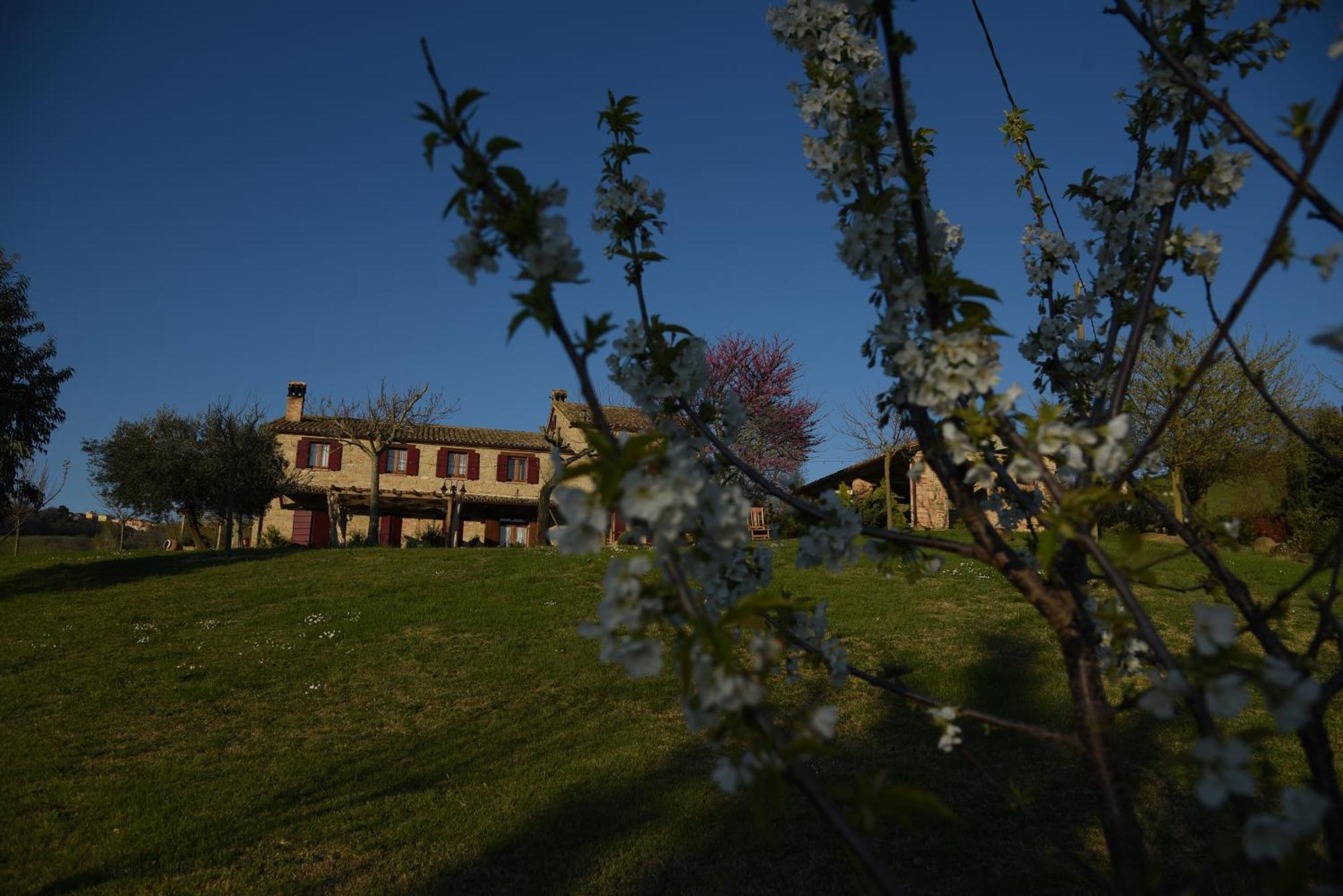 Quelli Del Picchio Bed & Breakfast Cupramontana Exterior photo
